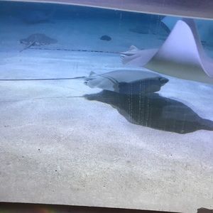 Meet your Posher, Mariyah